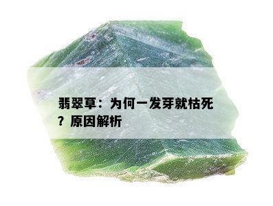 翡翠草：为何一发芽就枯死？原因解析