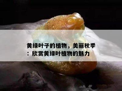 黄绿叶子的植物，美丽秋季：欣赏黄绿叶植物的魅力