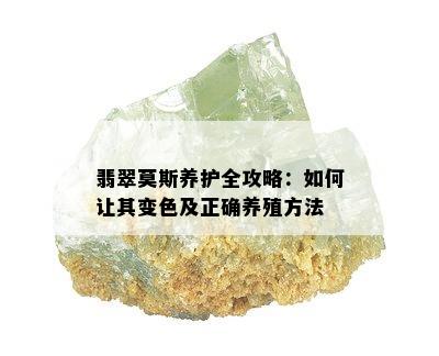 翡翠莫斯养护全攻略：如何让其变色及正确养殖方法