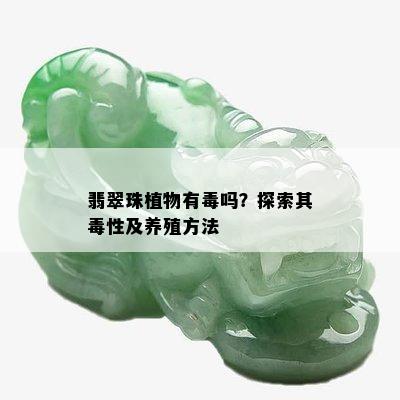 翡翠珠植物有吗？探索其性及养殖方法