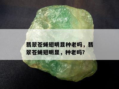 翡翠苍蝇翅明显种老吗，翡翠苍蝇翅明显，种老吗？