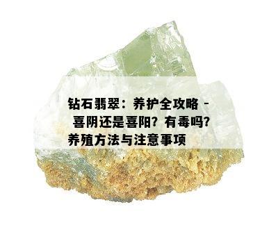 钻石翡翠：养护全攻略 - 喜阴还是喜阳？有吗？养殖方法与注意事项