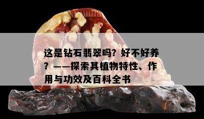 这是钻石翡翠吗？好不好养？——探索其植物特性、作用与功效及百科全书