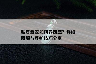 钻石翡翠如何养茂盛？详细图解与养护技巧分享