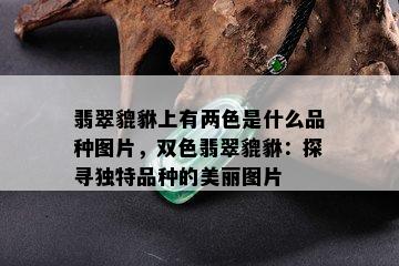 翡翠貔貅上有两色是什么品种图片，双色翡翠貔貅：探寻独特品种的美丽图片