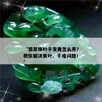 “翡翠珠叶子发黄怎么养？教你解决黄叶、干瘪问题！”