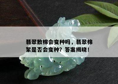 翡翠散棉会变种吗，翡翠棉絮是否会变种？答案揭晓！