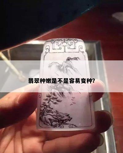 翡翠种嫩是不是容易变种？