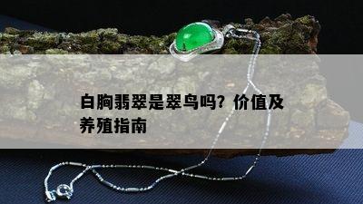 白胸翡翠是翠鸟吗？价值及养殖指南