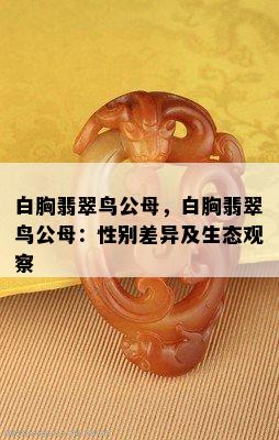 白胸翡翠鸟公母，白胸翡翠鸟公母：性别差异及生态观察