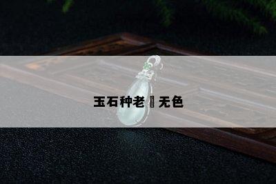 玉石种老會无色