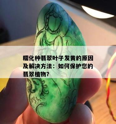 糯化种翡翠叶子发黄的原因及解决方法：如何保护您的翡翠植物？