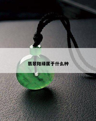 翡翠阳绿属于什么种