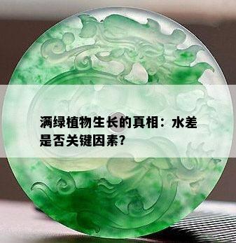 满绿植物生长的真相：水差是否关键因素？