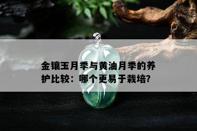 金镶玉月季与黄油月季的养护比较：哪个更易于栽培？