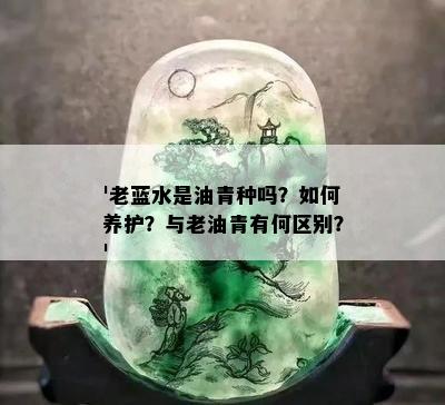 '老蓝水是油青种吗？如何养护？与老油青有何区别？'