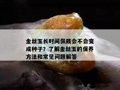 金丝玉长时间佩戴会不会变成种子？了解金丝玉的保养方法和常见问题解答