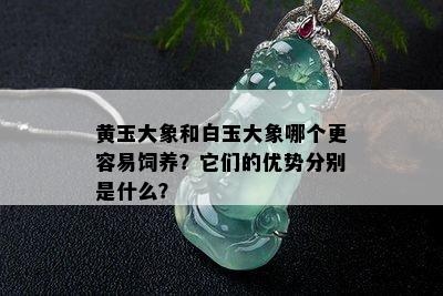 黄玉大象和白玉大象哪个更容易饲养？它们的优势分别是什么？