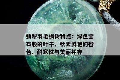 翡翠羽毛枫树特点：绿色宝石般的叶子、秋天鲜艳的橙色、耐寒性与美丽并存