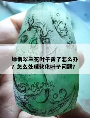 绿翡翠兰花叶子黄了怎么办？怎么处理软化叶子问题？