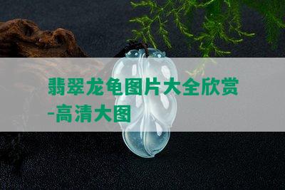 飘花翡翠龙龟_翡翠专栏