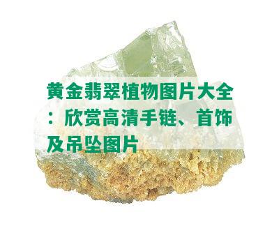 黄金翡翠植物图片大全：欣赏高清手链、首饰及吊坠图片