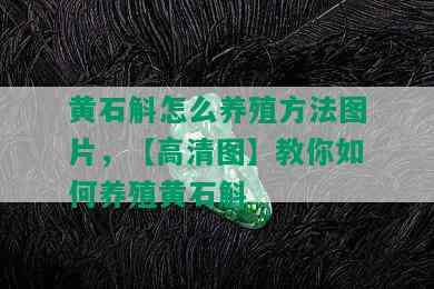 黄石斛怎么养殖方法图片，【高清图】教你如何养殖黄石斛