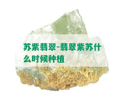 苏紫翡翠-翡翠紫苏什么时候种植