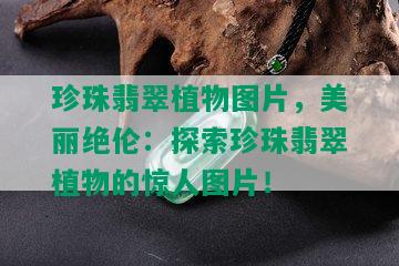 珍珠翡翠植物图片，美丽绝伦：探索珍珠翡翠植物的惊人图片！