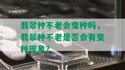 翡翠种不老会变种吗，翡翠种不老是否会有变种现象？