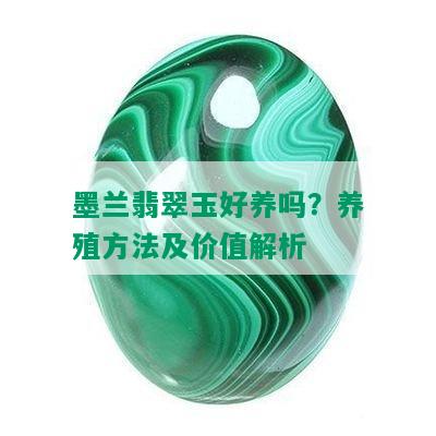 墨兰翡翠玉好养吗？养殖方法及价值解析