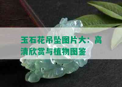 玉石花吊坠图片大：高清欣赏与植物图鉴