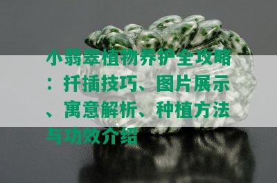 小翡翠植物养护全攻略：扦插技巧、图片展示、寓意解析、种植方法与功效介绍