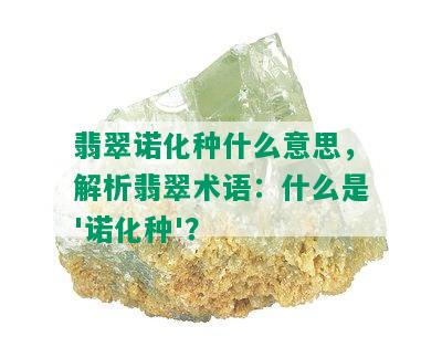 翡翠诺化种什么意思，解析翡翠术语：什么是'诺化种'？