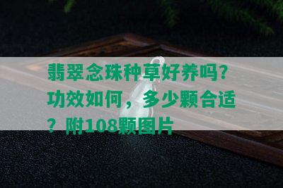 翡翠念珠种草好养吗？功效如何，多少颗合适？附108颗图片