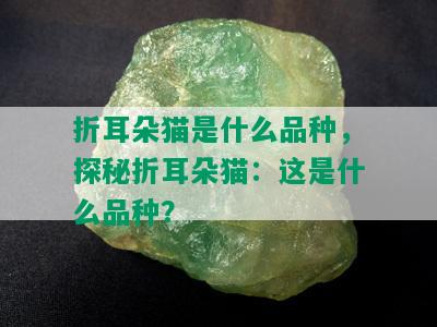 折耳朵猫是什么品种，探秘折耳朵猫：这是什么品种？