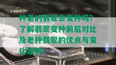 种老的翡翠会变种吗？了解翡翠变种前后对比及老种翡翠的优点与变化趋势！