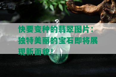 快要变种的翡翠图片：独特美丽的宝石即将展现新面貌！