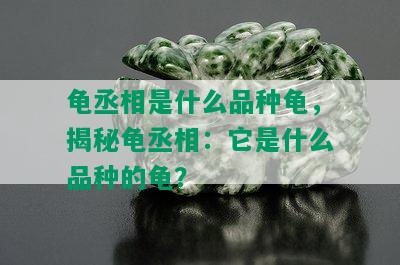 龟丞相是什么品种龟，揭秘龟丞相：它是什么品种的龟？