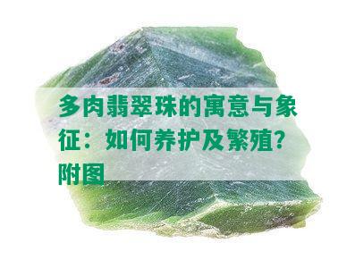 多肉翡翠珠的寓意与象征：如何养护及繁殖？附图