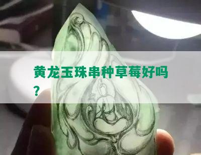 黄龙玉珠串种草莓好吗？