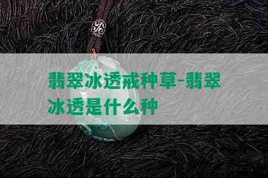 翡翠冰透戒种草-翡翠冰透是什么种