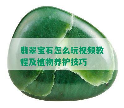 翡翠宝石怎么玩视频教程及植物养护技巧