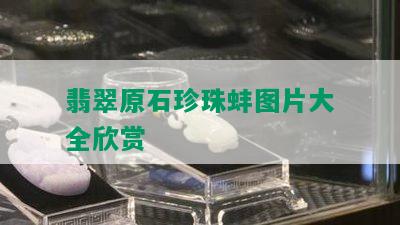 翡翠原石珍珠蚌图片大全欣赏