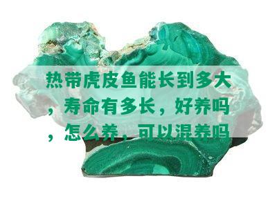 热带虎皮鱼能长到多大，寿命有多长，好养吗，怎么养，可以混养吗