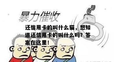 还信用卡的叫什么猫，想知道还信用卡的叫什么吗？答案在这里！