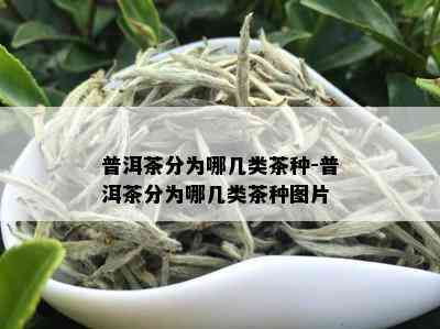 普洱茶分为哪几类茶种-普洱茶分为哪几类茶种图片