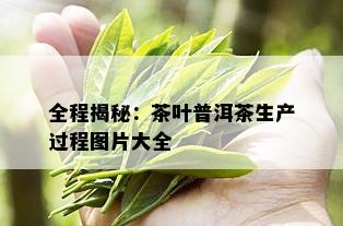 全程揭秘：茶叶普洱茶生产过程图片大全