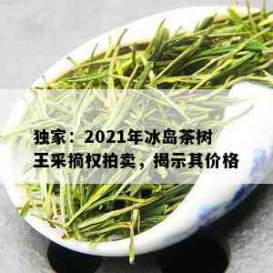 独家：2021年冰岛茶树王采摘权拍卖，揭示其价格