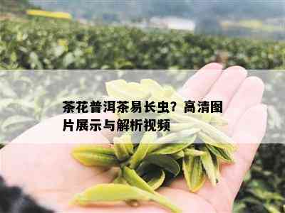 茶花普洱茶易长虫？高清图片展示与解析视频